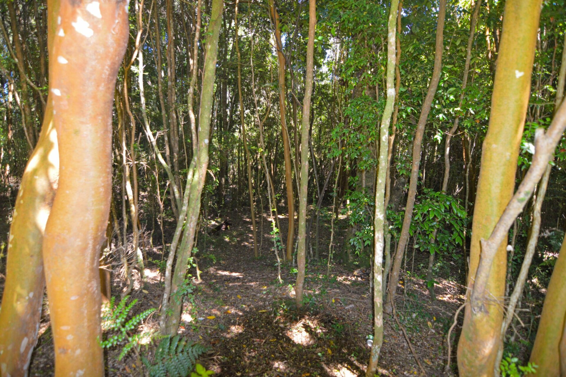 Lomas de Coihuín