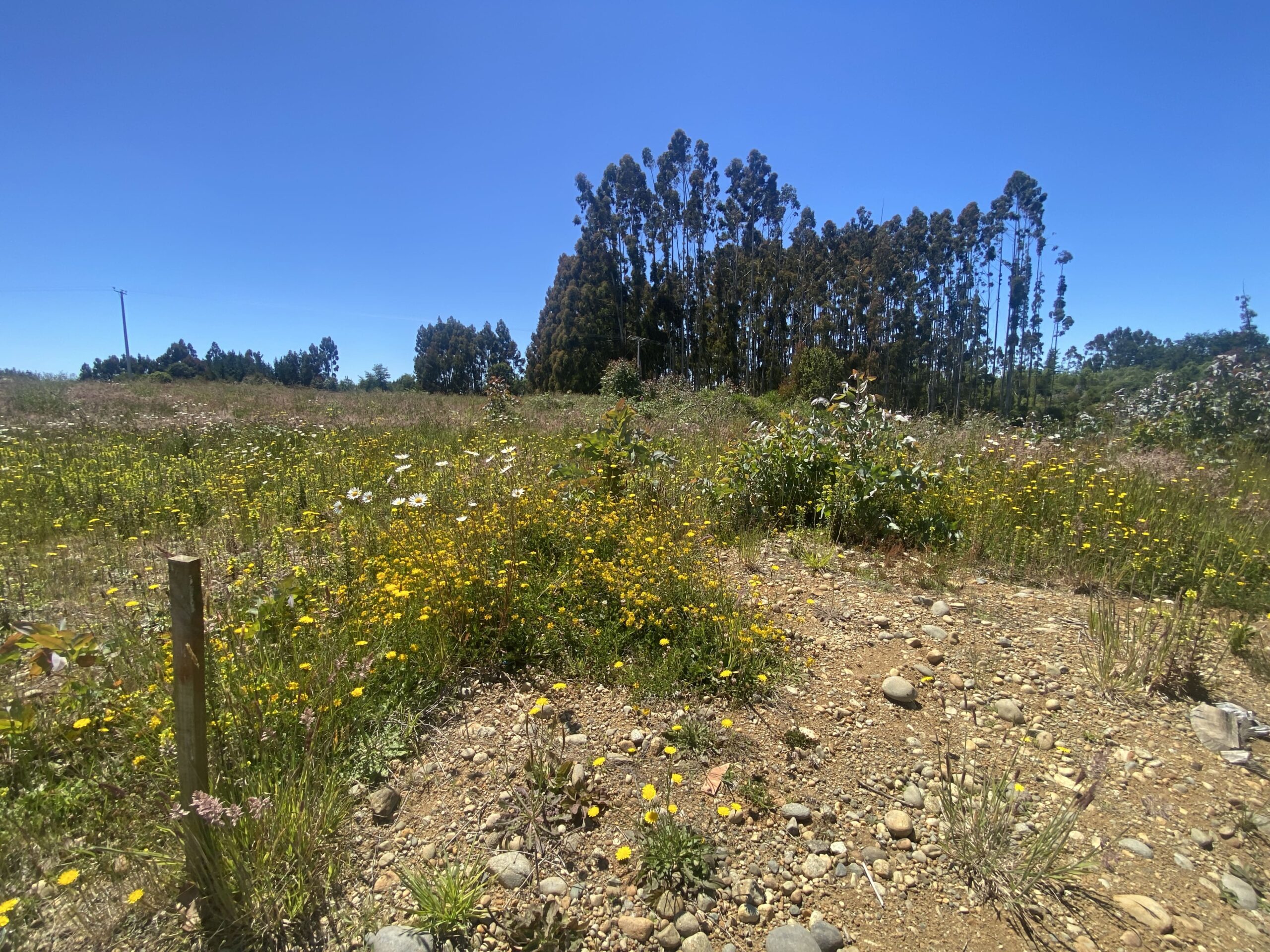 Brisas de Puerto Varas
