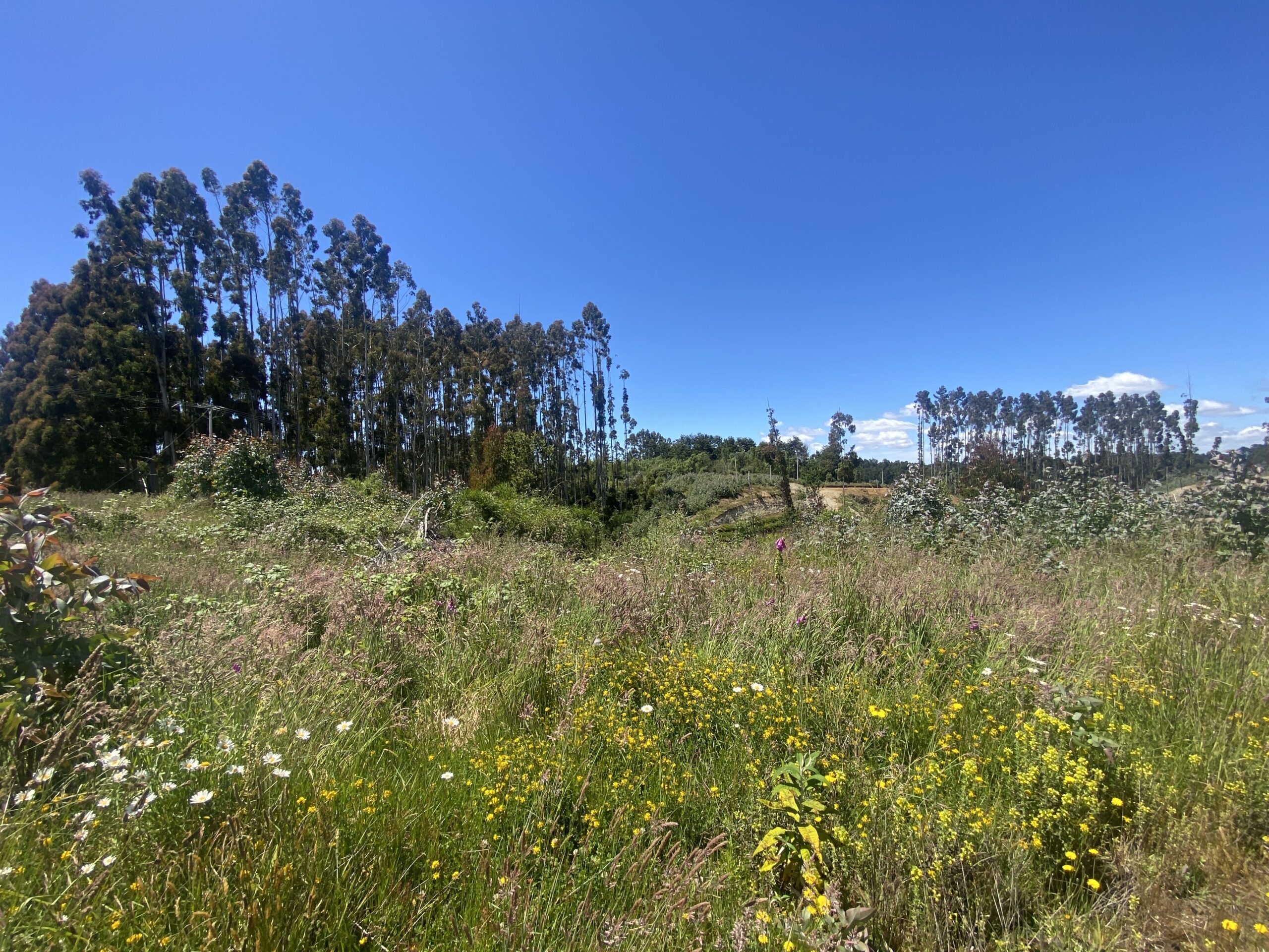 Brisas de Puerto Varas